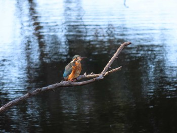 カワセミ 葛西臨海公園 2020年1月1日(水)