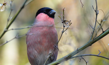 Eurasian Bullfinch(rosacea) 東京都多摩地域 Sat, 12/28/2019