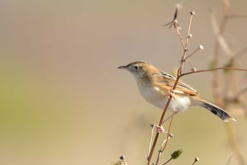 Zitting Cisticola 墨田区荒川河川敷 Thu, 1/2/2020