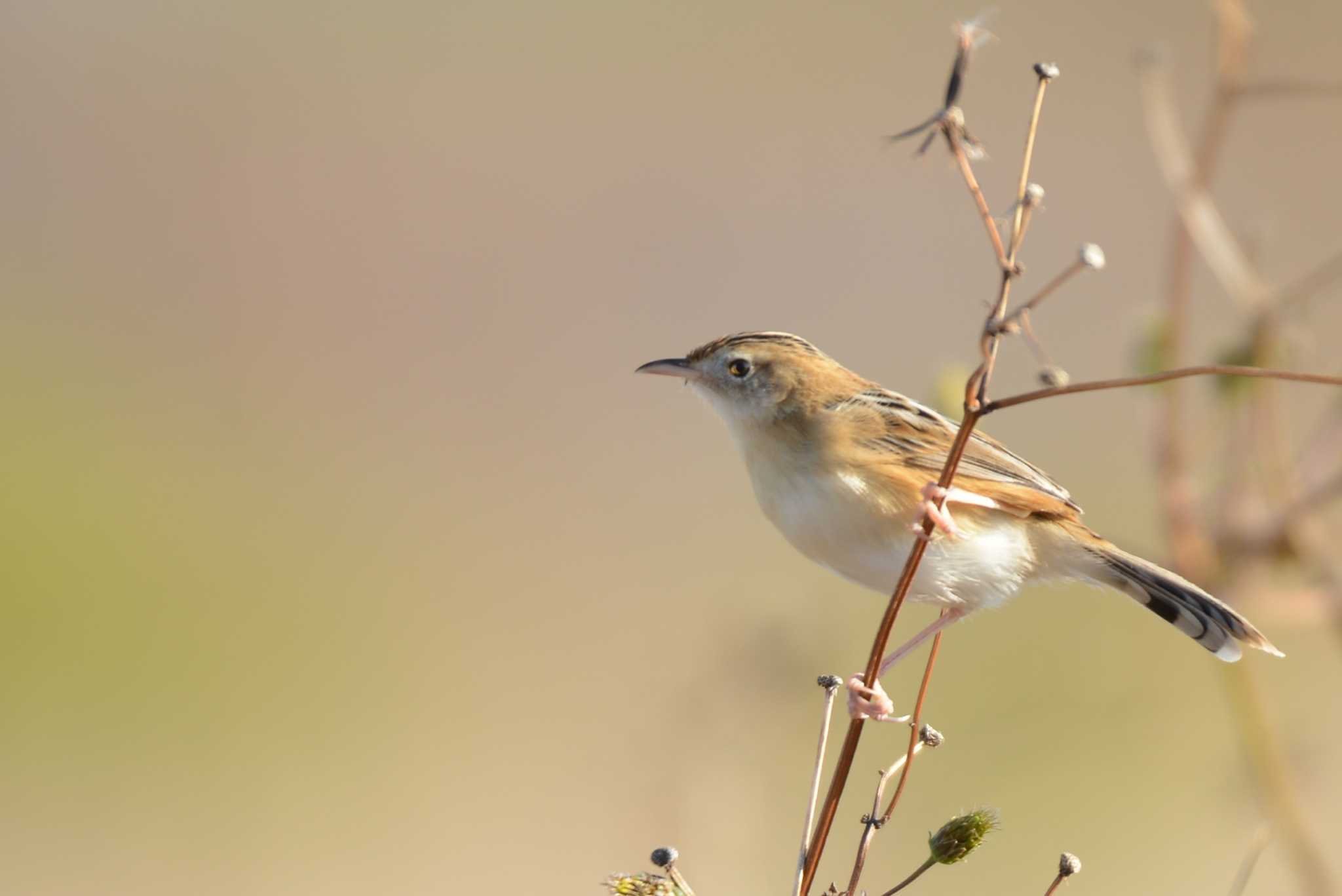Photo of Zitting Cisticola at 墨田区荒川河川敷 by Johnny cool
