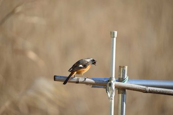 Daurian Redstart 墨田区荒川河川敷 Thu, 1/2/2020