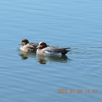 2020年1月2日(木) 多摩川二ヶ領宿河原堰の野鳥観察記録