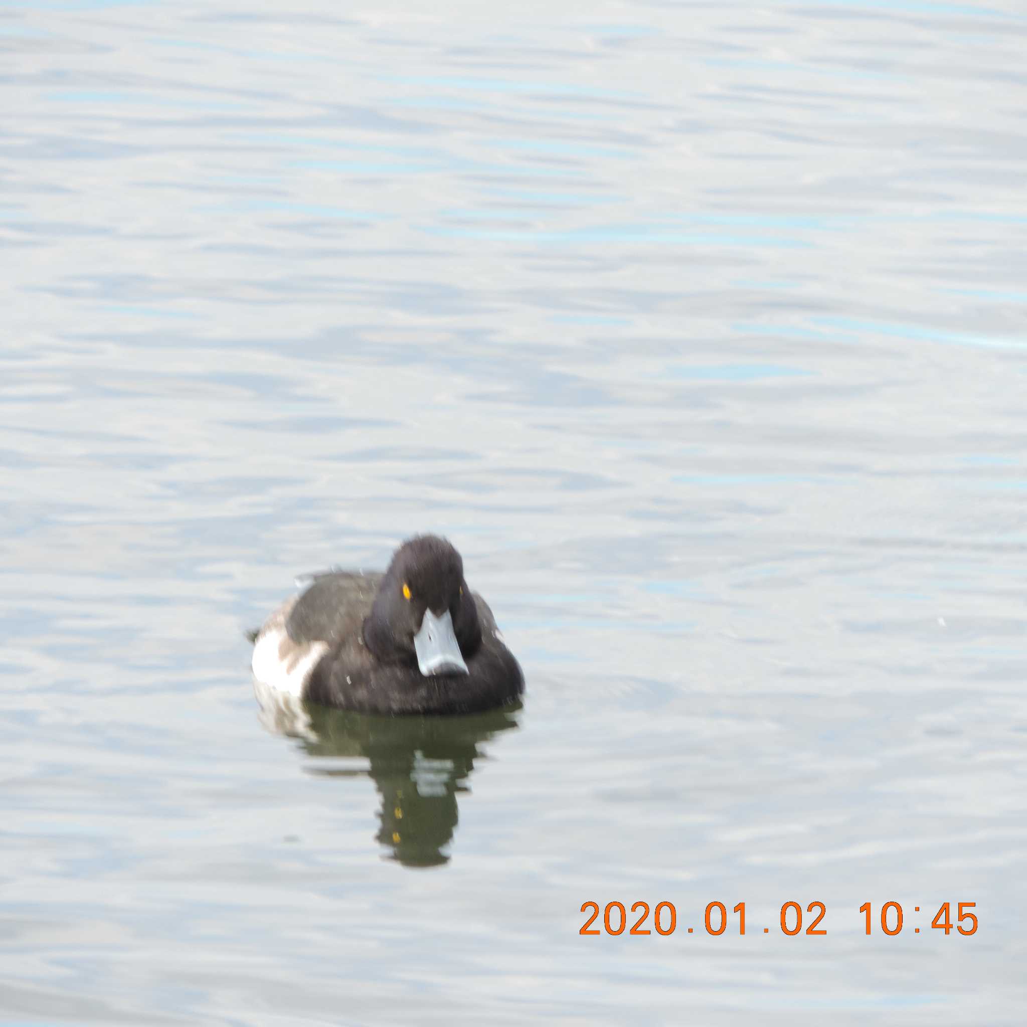 Tufted Duck