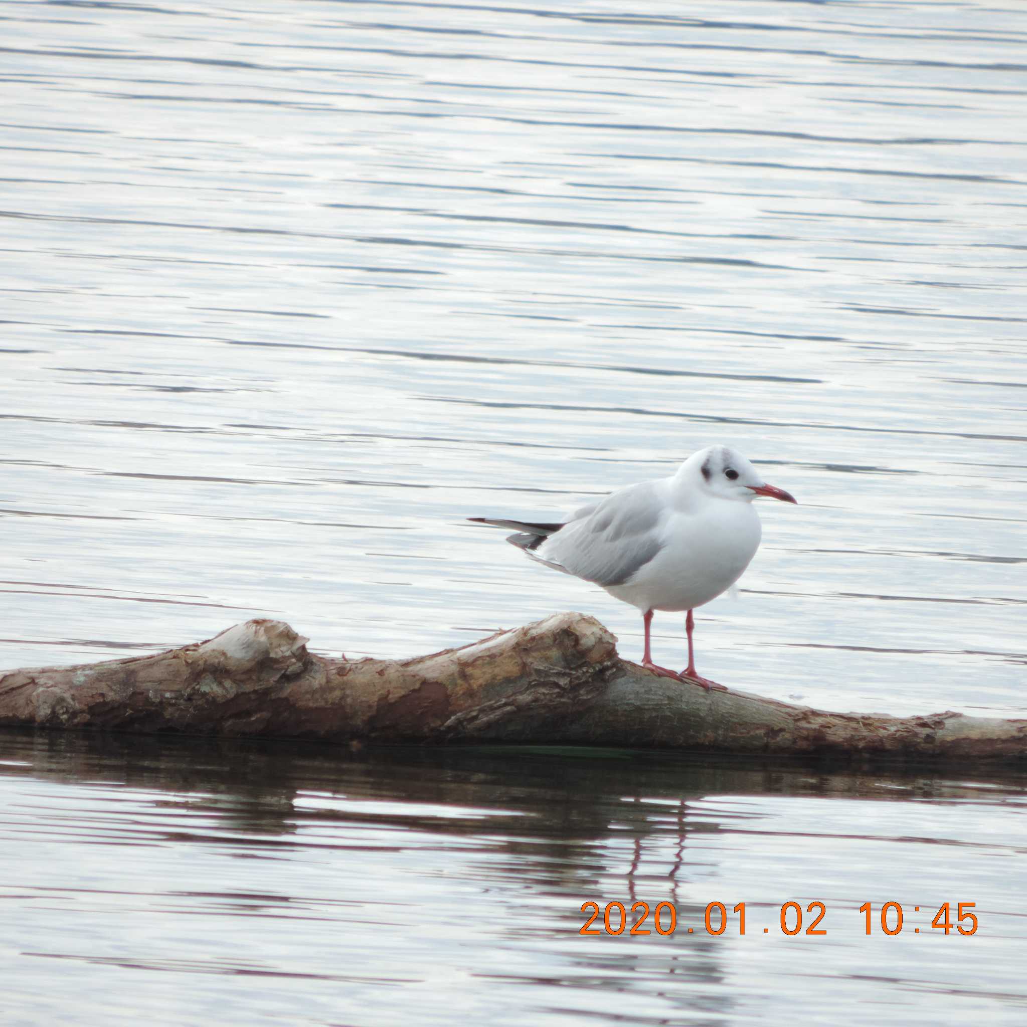 Black-headed Gull