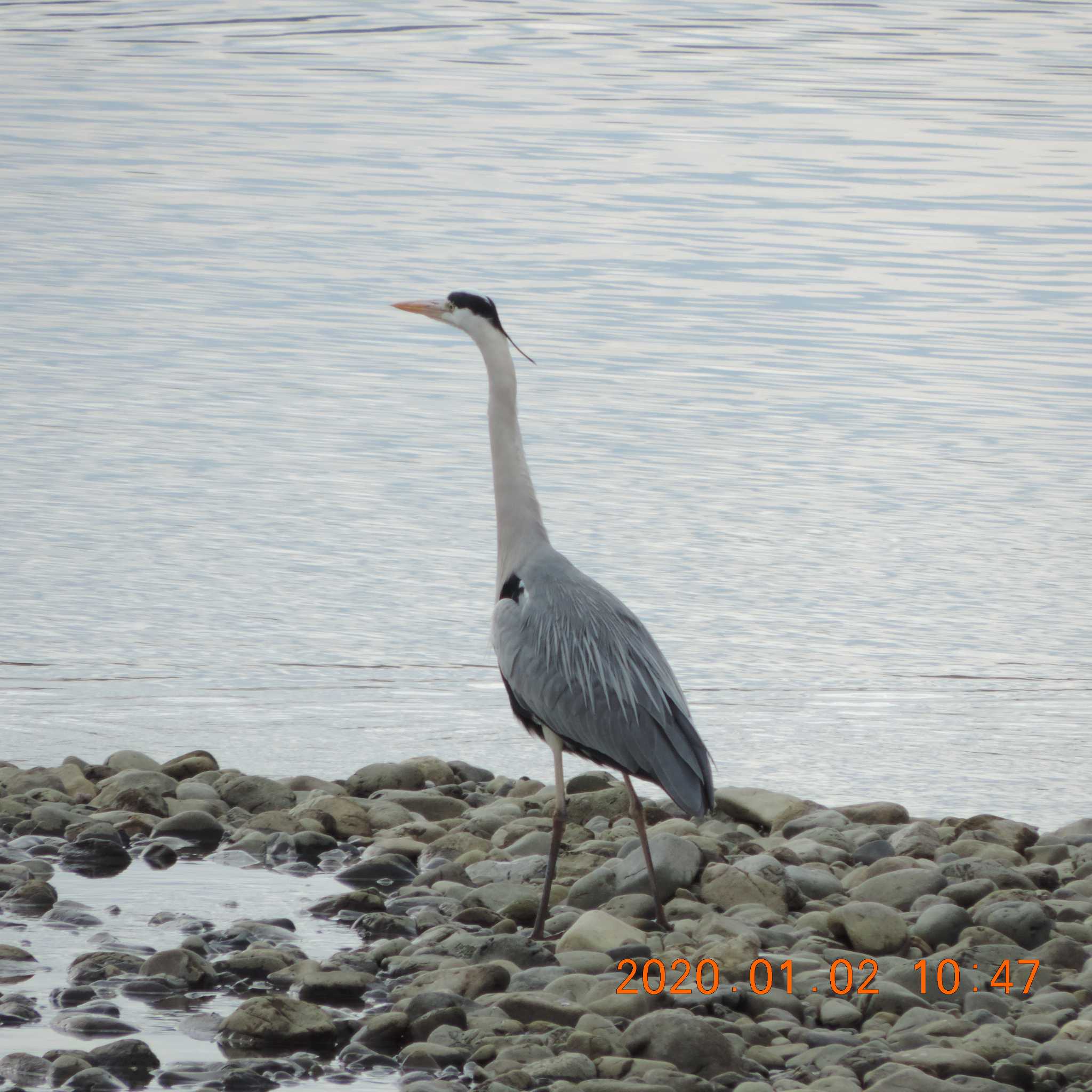 Photo of Grey Heron at 多摩川二ヶ領宿河原堰 by K2Uchihira