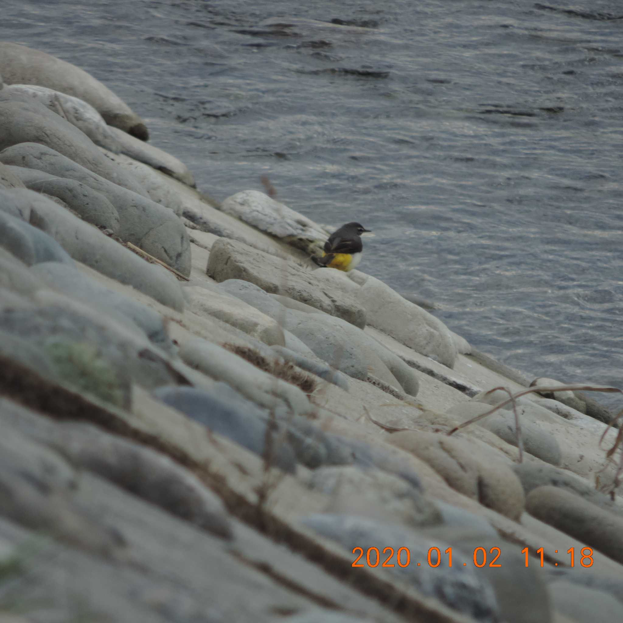 Grey Wagtail