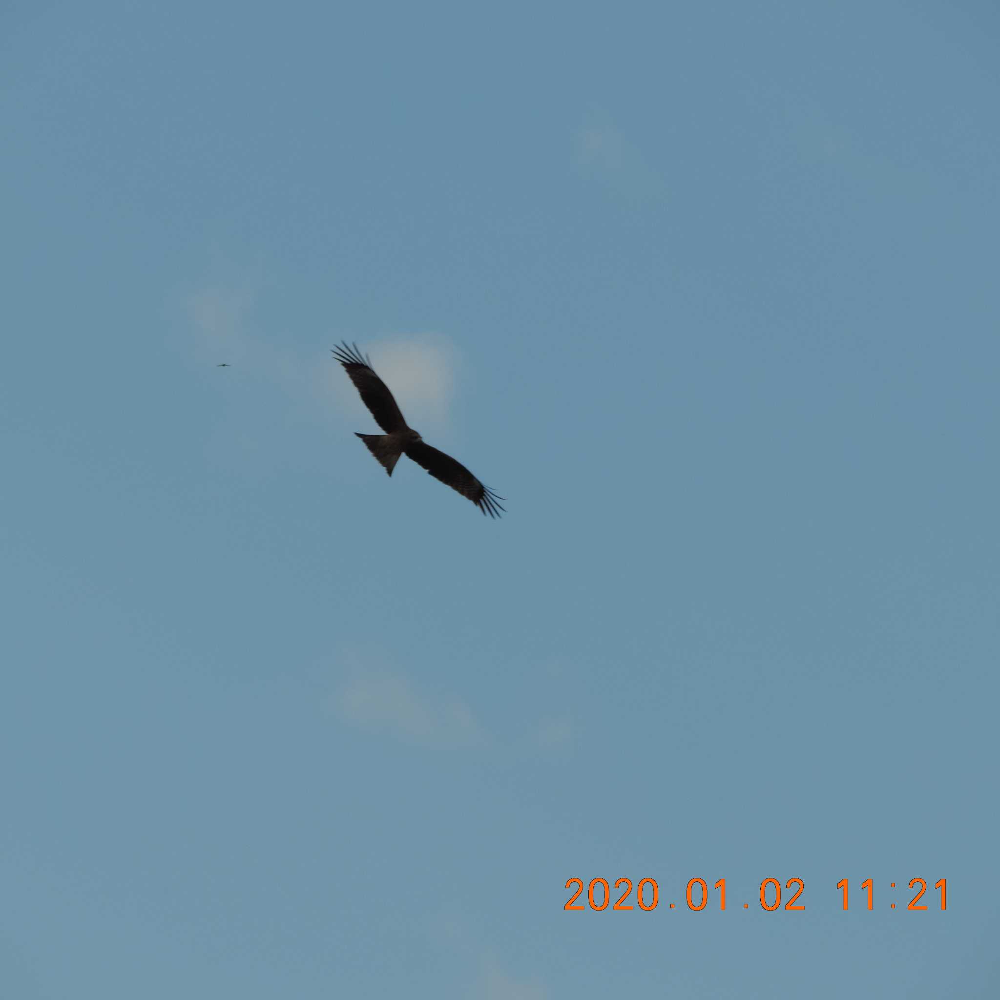 Photo of Black Kite at 多摩川二ヶ領宿河原堰 by K2Uchihira