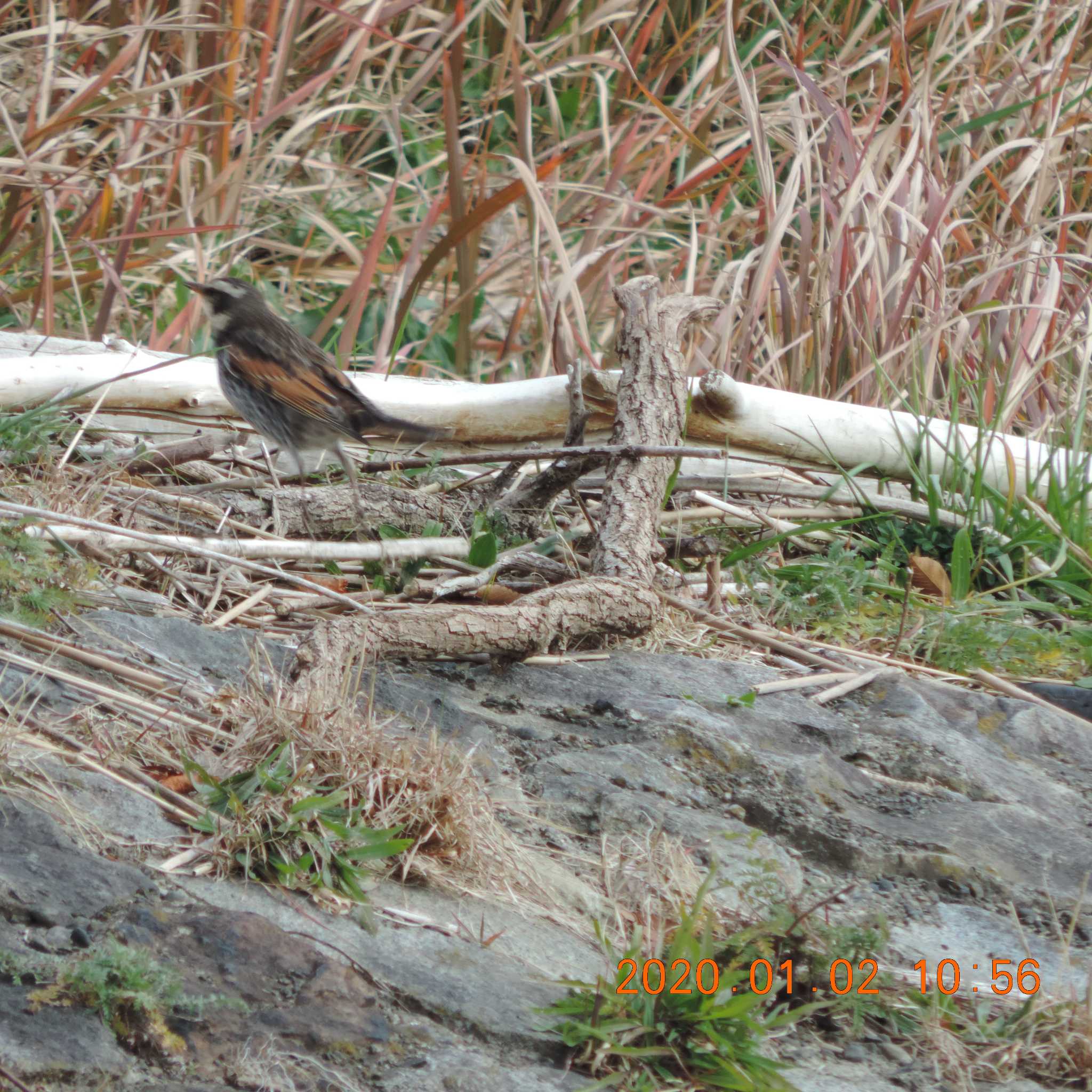 Photo of Dusky Thrush at 多摩川二ヶ領宿河原堰 by K2Uchihira