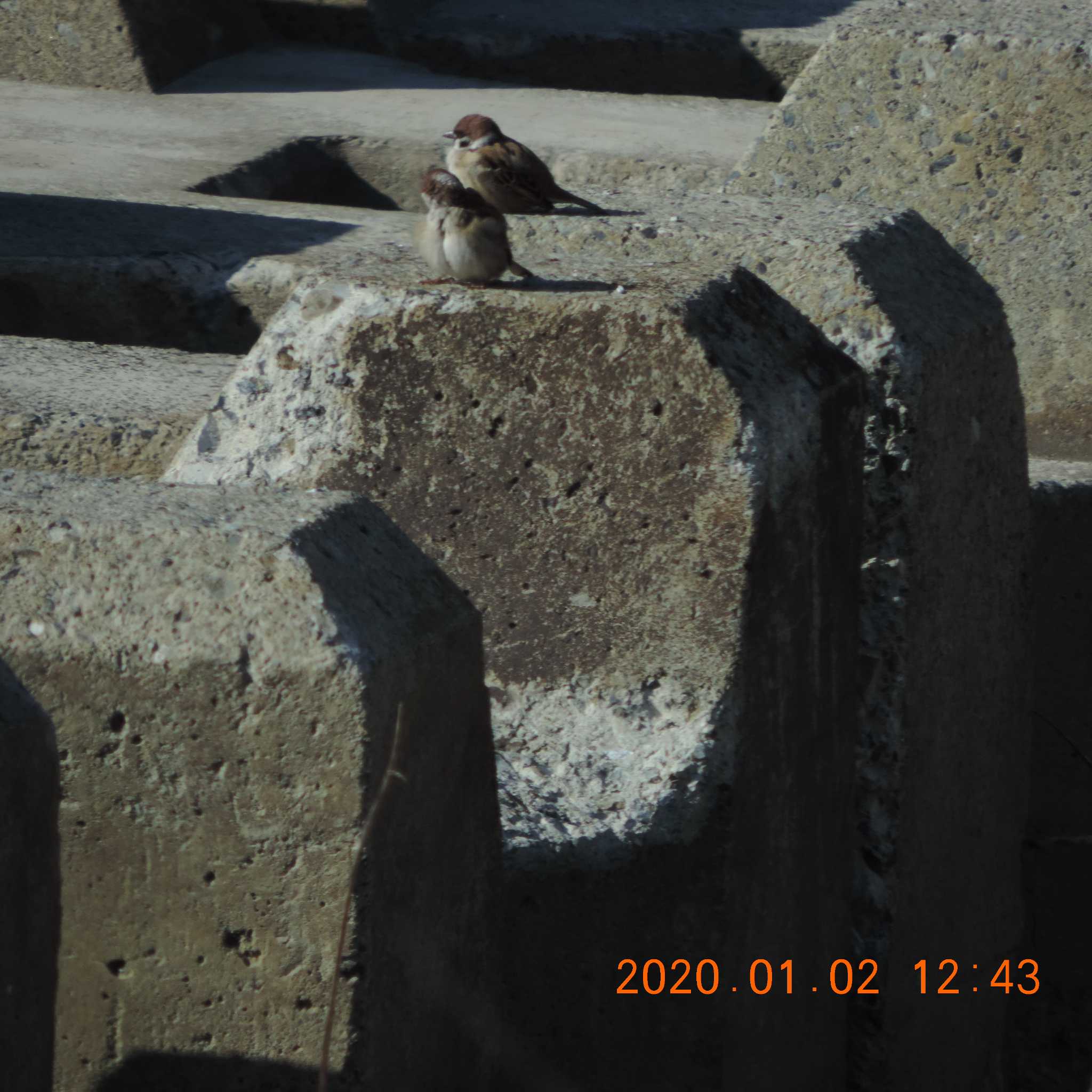 Eurasian Tree Sparrow