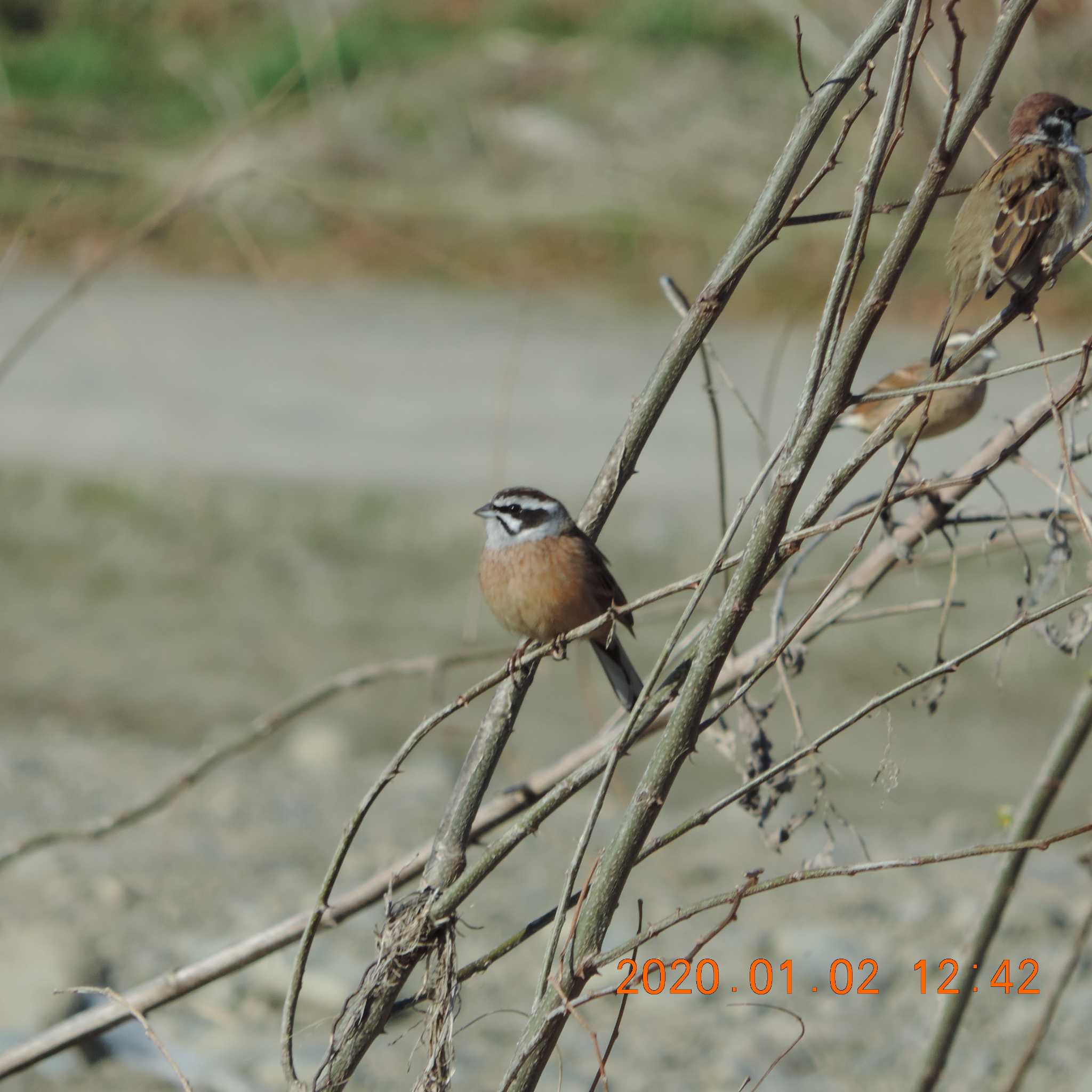 Meadow Bunting