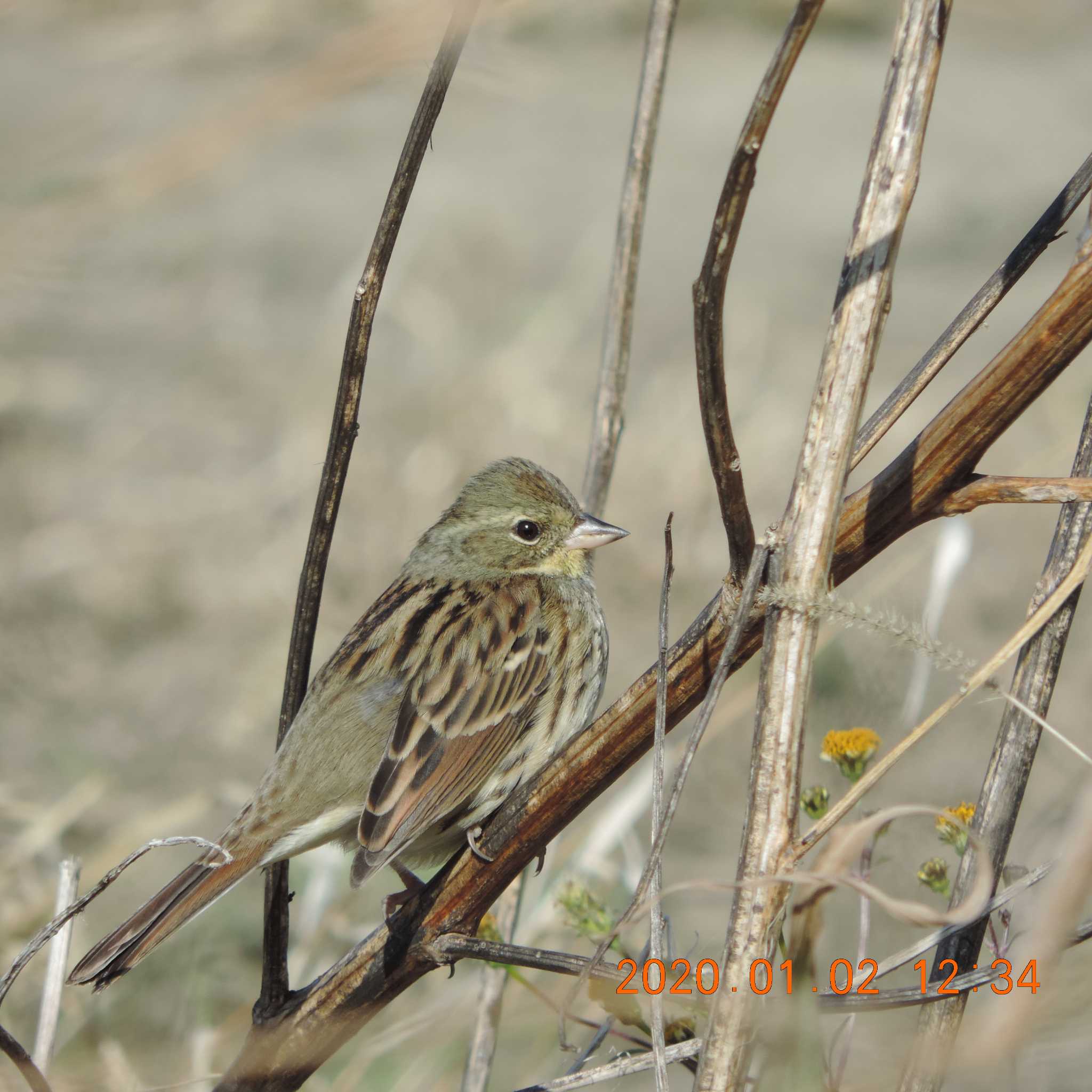 Masked Bunting