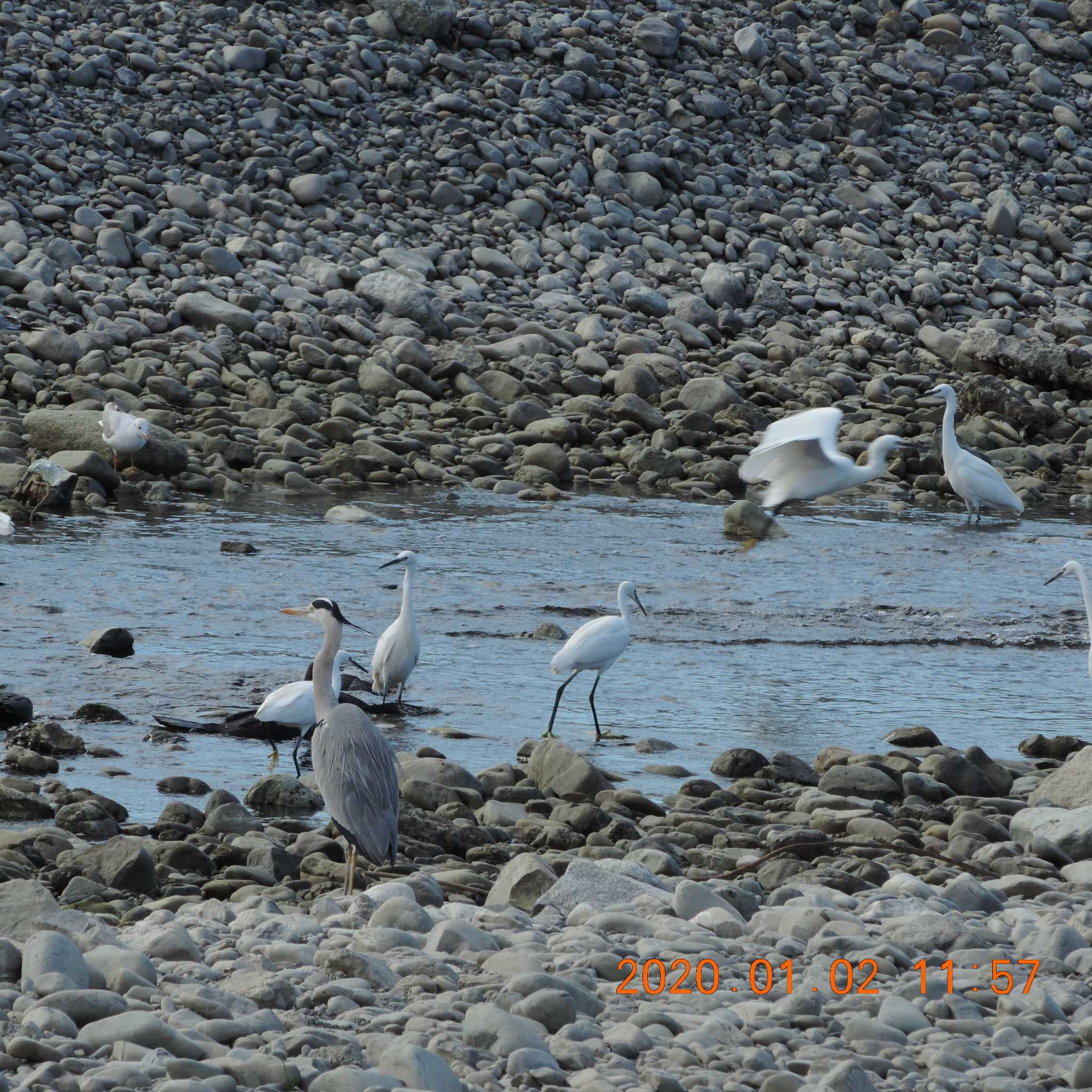 Little Egret