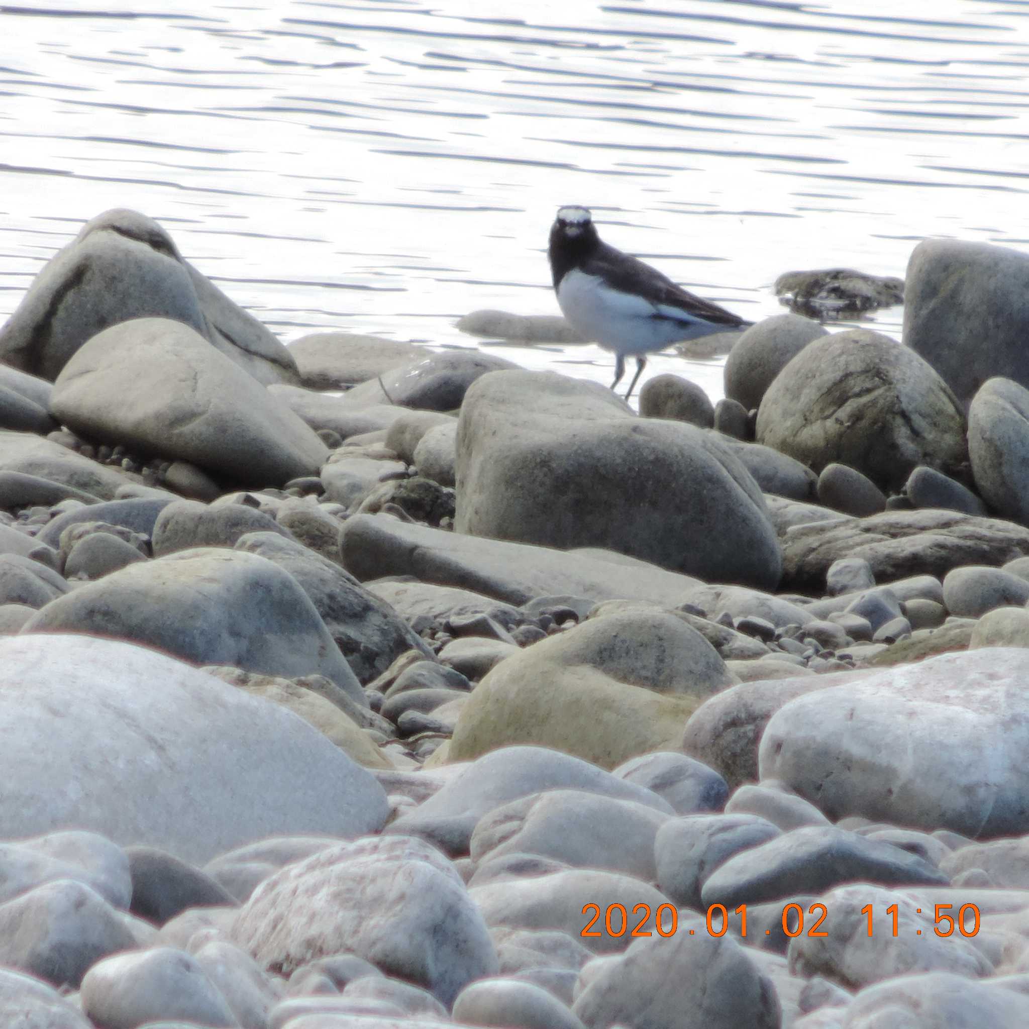 Photo of Japanese Wagtail at 多摩川二ヶ領宿河原堰 by K2Uchihira