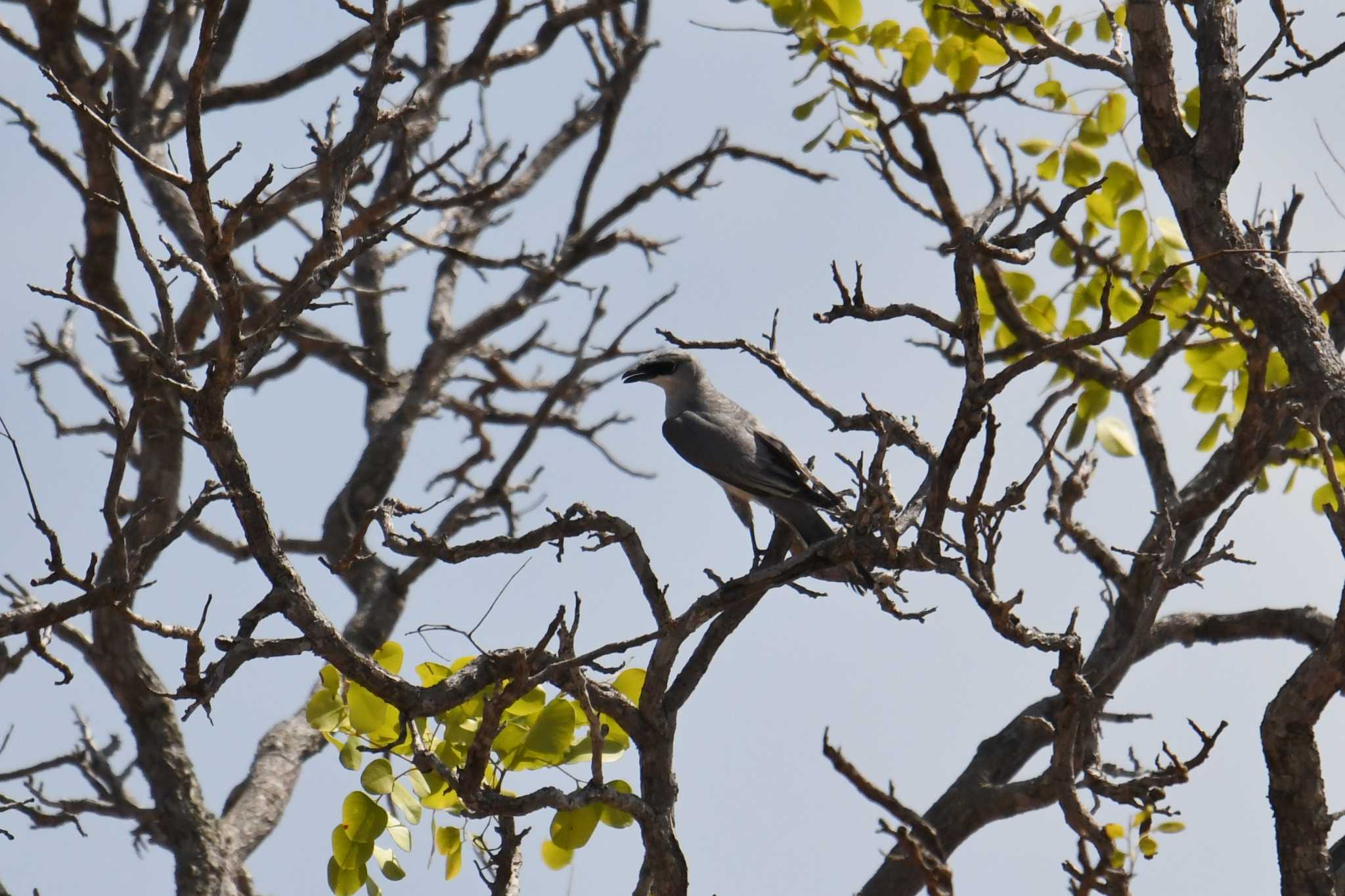 White-bellied Cuckooshrike