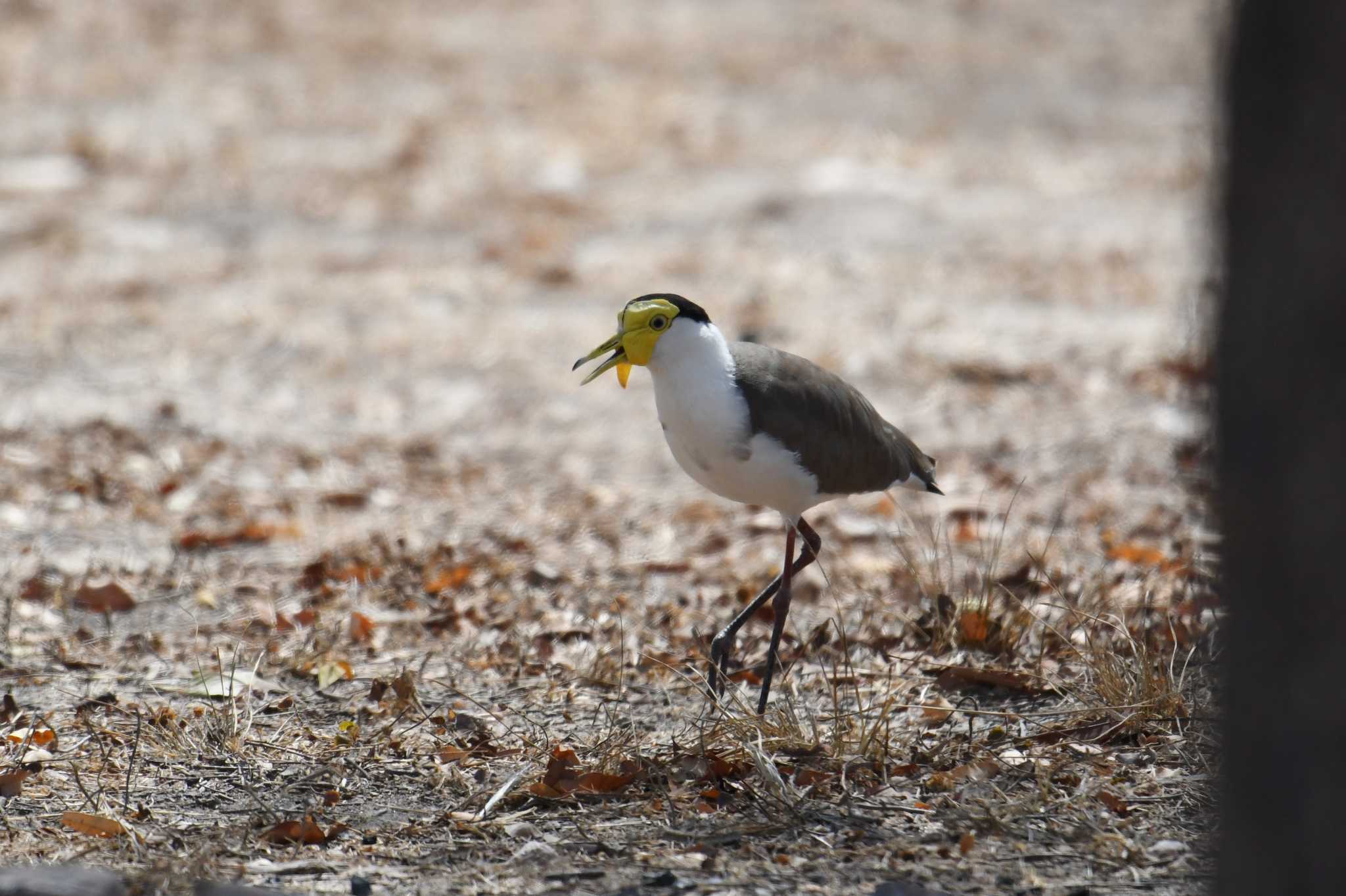 Masked Lapwing