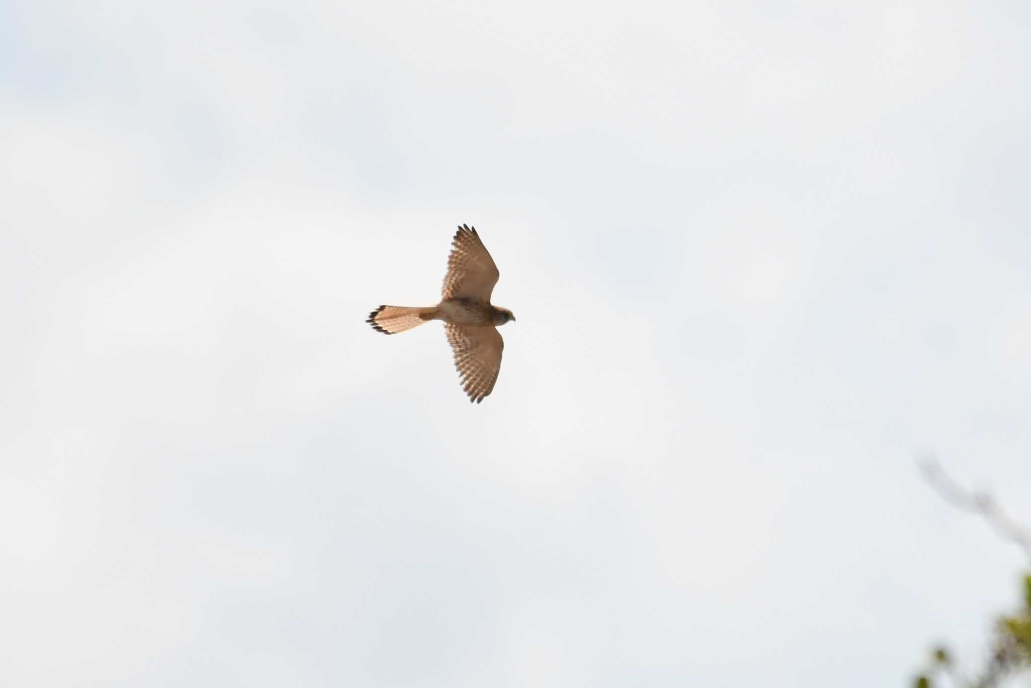 Nankeen Kestrel