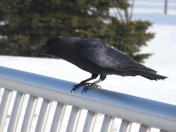 ハシブトガラス 札幌モエレ沼公園 2020年1月2日(木)