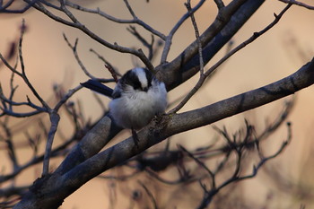 Long-tailed Tit Mine Park Thu, 1/2/2020