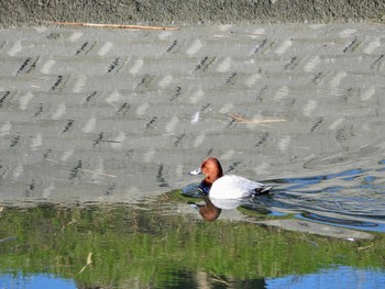 Common Pochard 東浦和 Tue, 12/31/2019