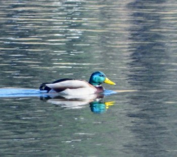 Mallard 東浦和 Tue, 12/31/2019