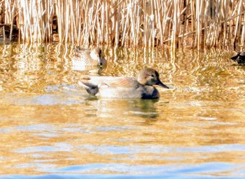 Gadwall 東浦和 Tue, 12/31/2019