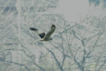 Osprey 東浦和 Tue, 12/31/2019