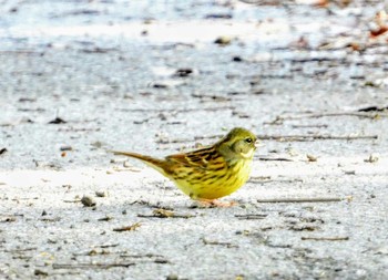 Masked Bunting 東浦和 Tue, 12/31/2019