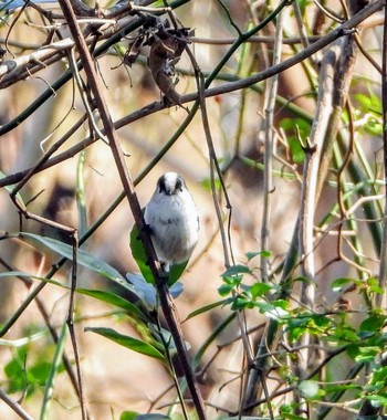 Long-tailed Tit 東浦和 Tue, 12/31/2019