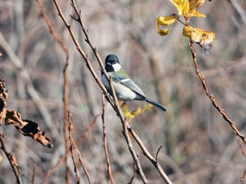 Japanese Tit 東浦和 Tue, 12/31/2019