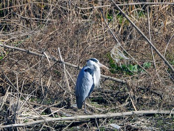 Grey Heron 東浦和 Tue, 12/31/2019