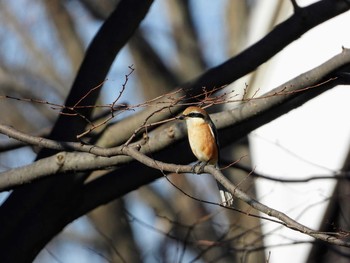 Bull-headed Shrike 東浦和 Tue, 12/31/2019