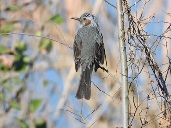 Brown-eared Bulbul 東浦和 Tue, 12/31/2019