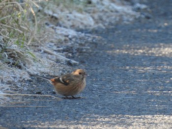 2020年1月2日(木) 粟原の野鳥観察記録