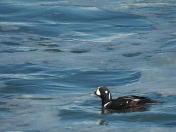 Harlequin Duck 平磯海岸 Thu, 1/2/2020