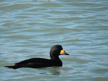 Black Scoter 平磯海岸 Thu, 1/2/2020