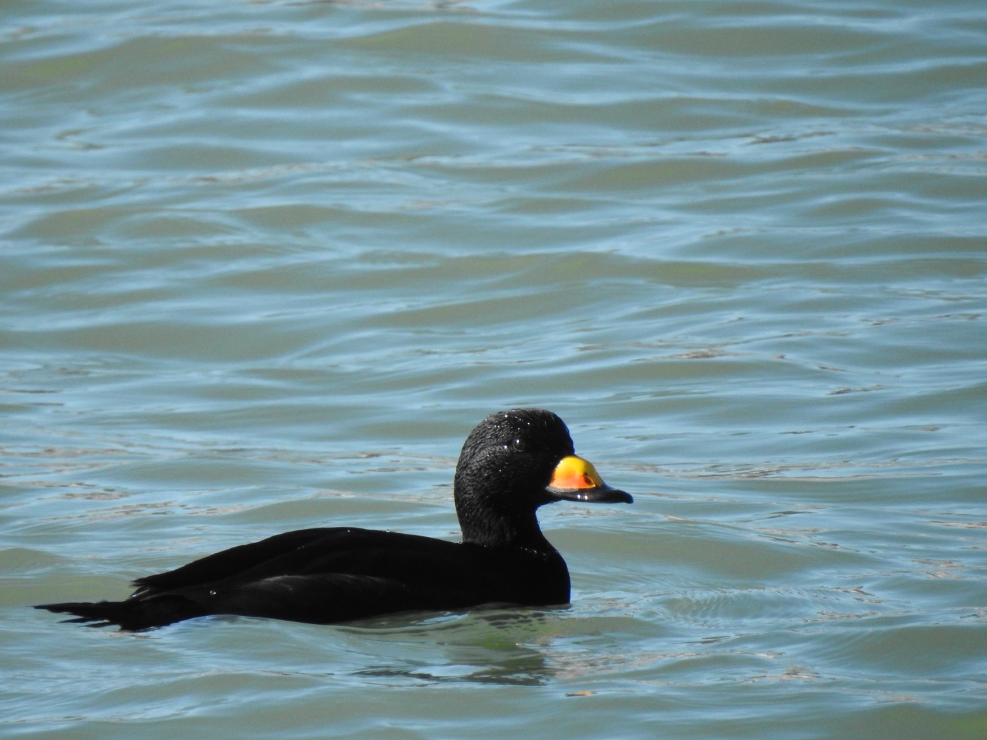 Photo of Black Scoter at 平磯海岸 by da