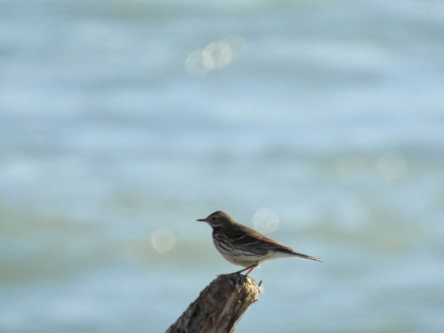 Photo of Water Pipit at 平磯海岸 by da