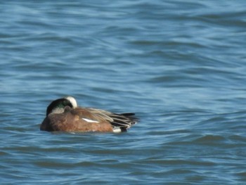 2020年1月2日(木) 平磯海岸の野鳥観察記録