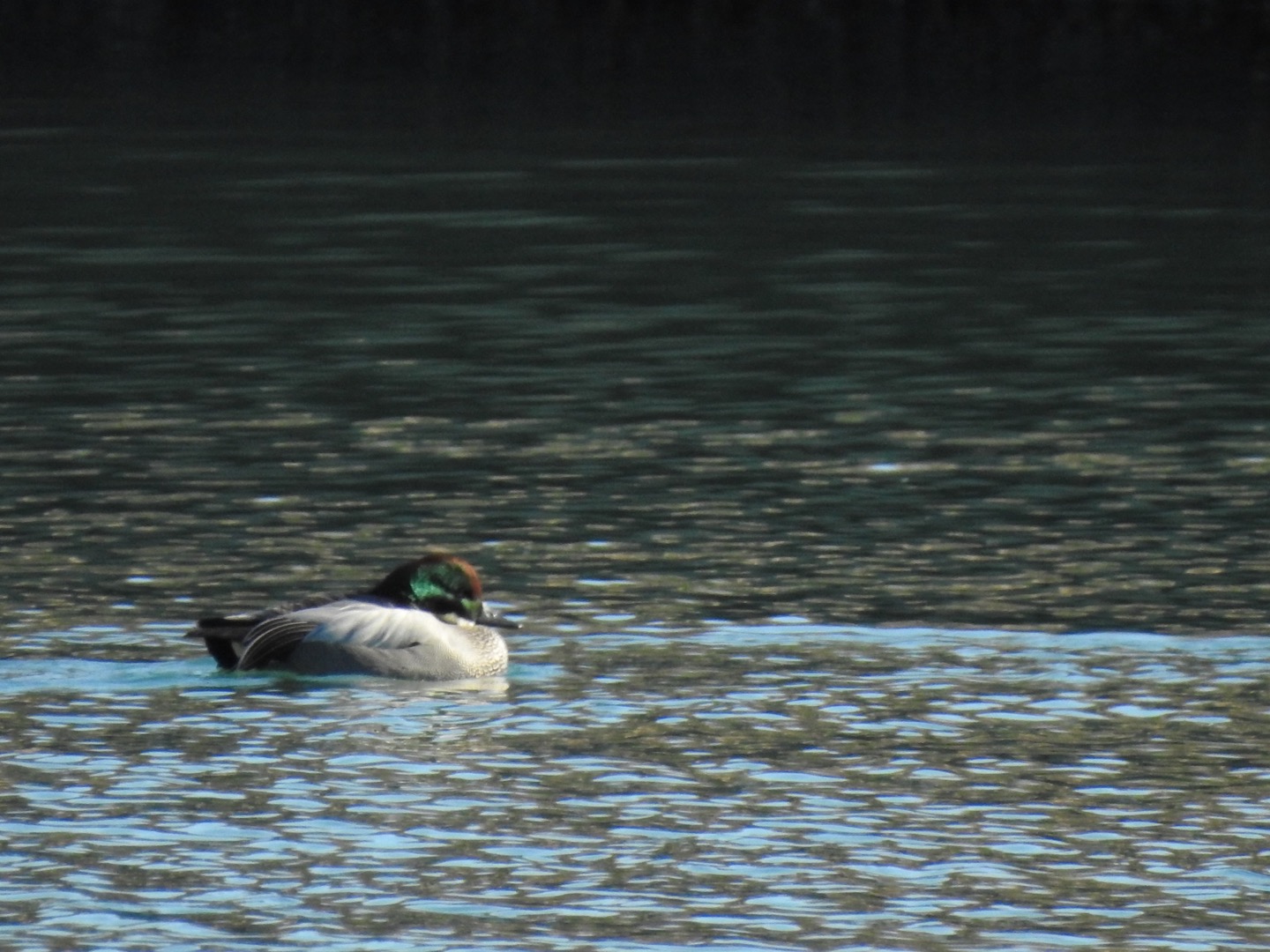 Photo of Falcated Duck at 平磯海岸 by da