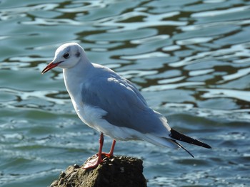 ユリカモメ 平磯海岸 2020年1月2日(木)