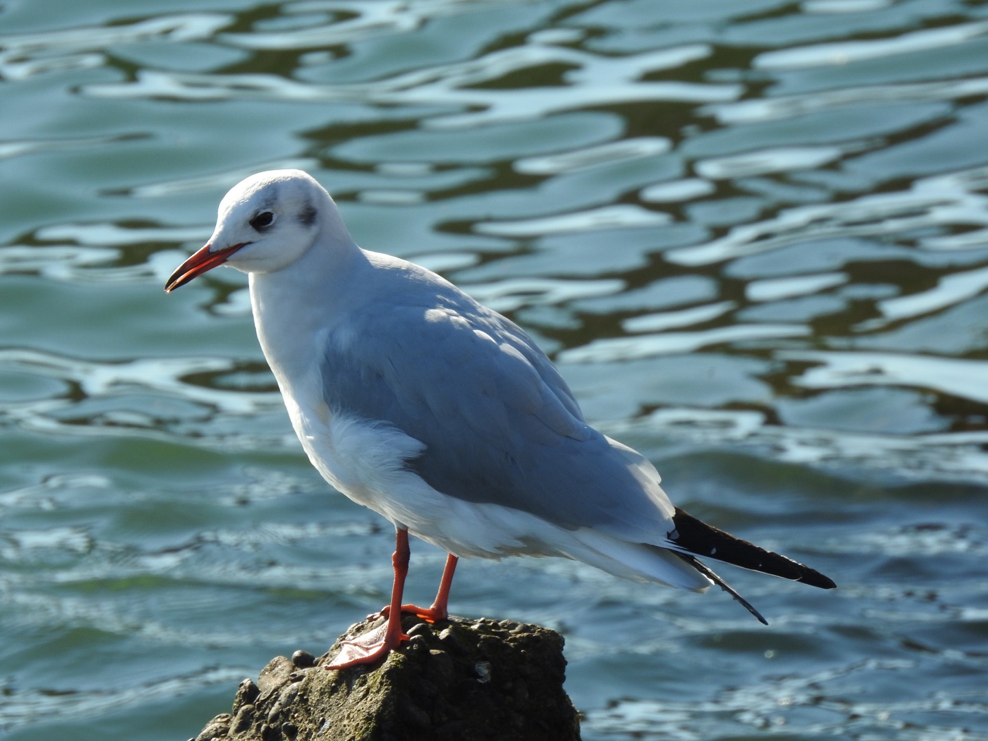 Black-headed Gull