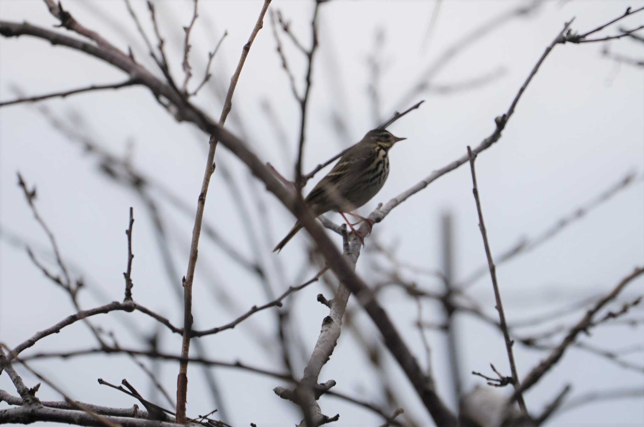 Olive-backed Pipit