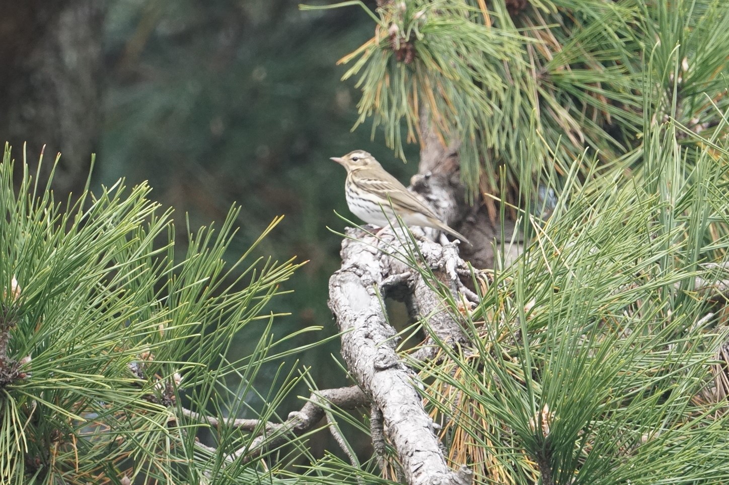 Olive-backed Pipit