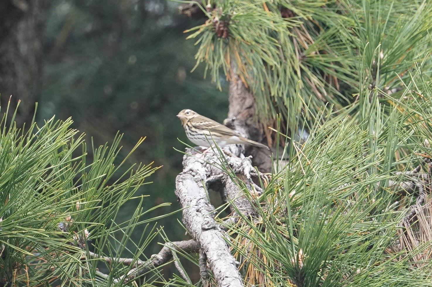 Olive-backed Pipit