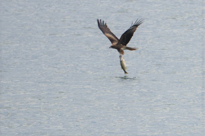 Black Kite