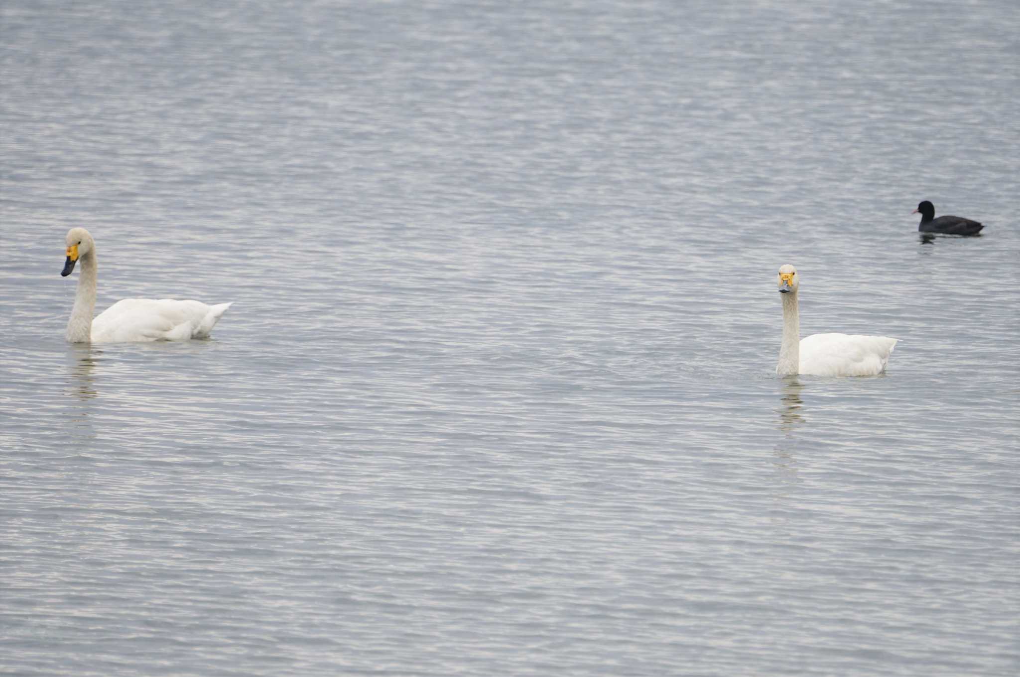 Photo of Tundra Swan at 近江今津 by マル