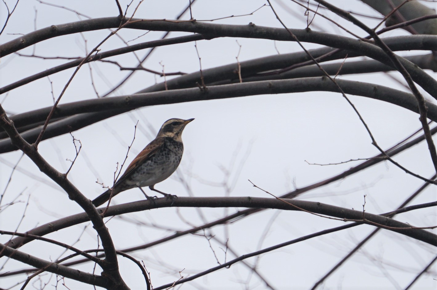 Photo of Dusky Thrush at 近江今津 by マル