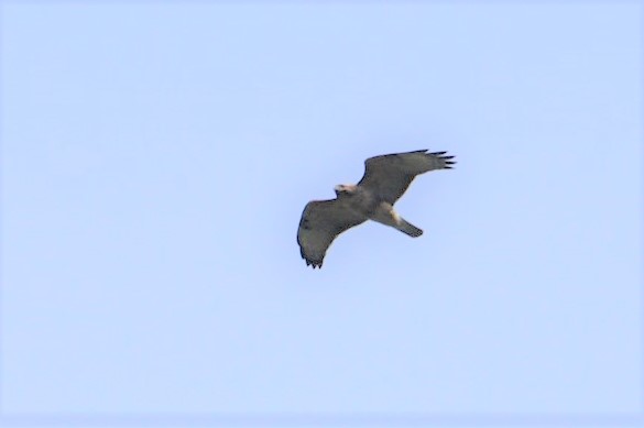 Eastern Buzzard