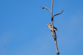 Sat, 12/28/2019 Birding report at 近江今津