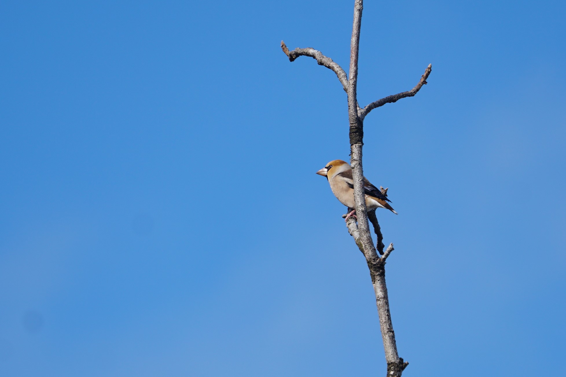 Hawfinch